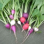 radish radish