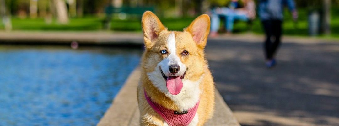 5 Types of Dog Barks and What They Really Mean