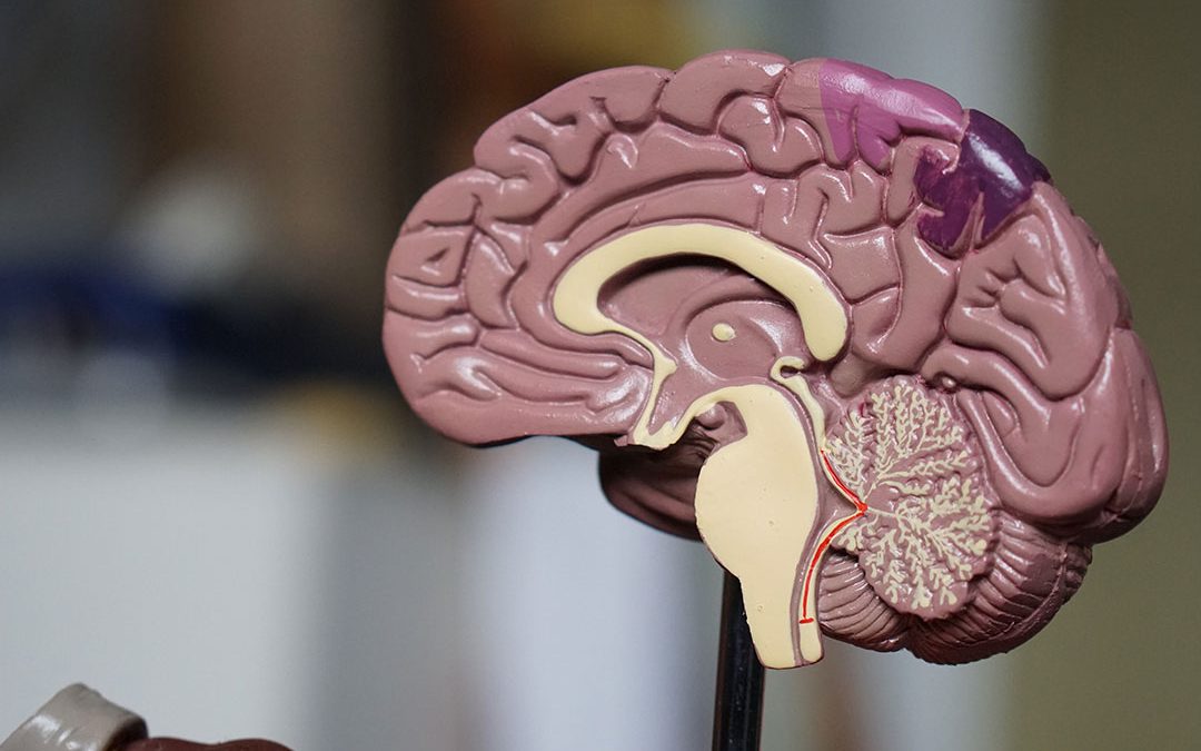 Brain Blood Vessel Abnormalities Possible Schizophrenia Cause, Scientists Discover