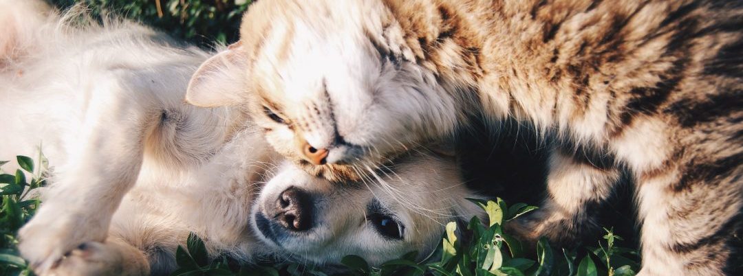Are cats or dogs more intelligent? Recent study says that, despite popular belief, dogs are smarter