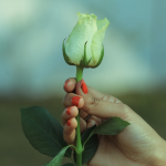 Woman with red fingernails holds green rose