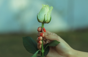 Woman with red fingernails holds green rose