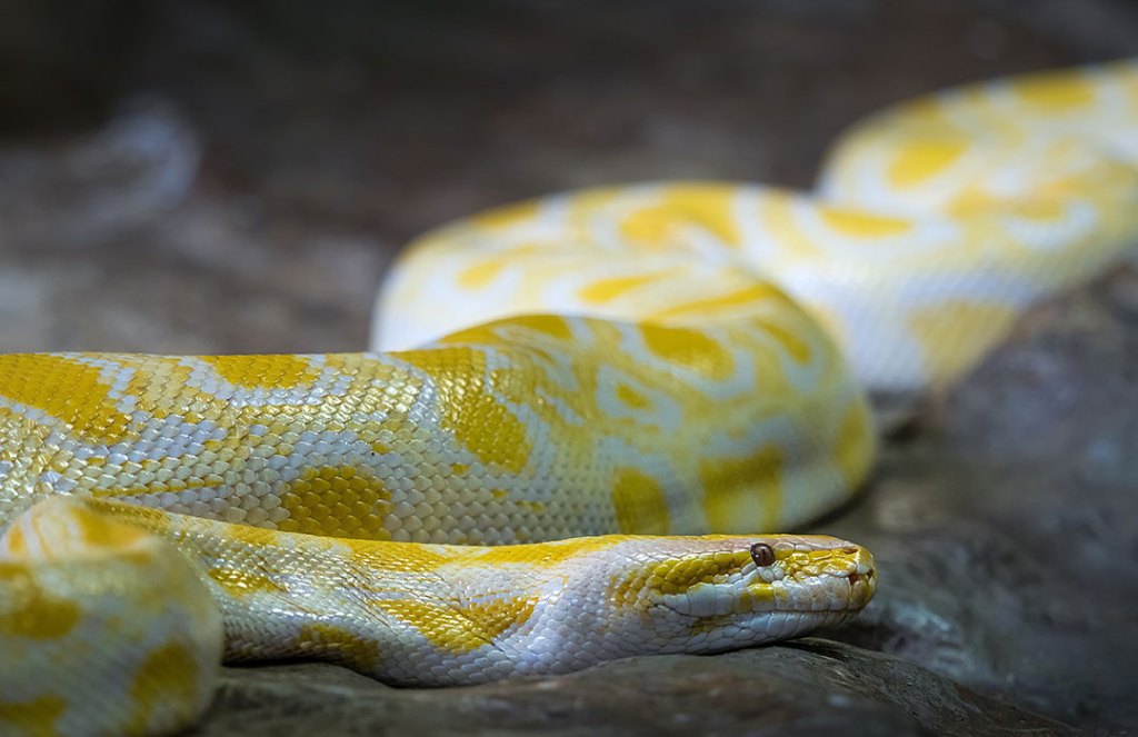 Why Are We So Scared of Snakes and Spiders, According to Researchers |  Thriveworks