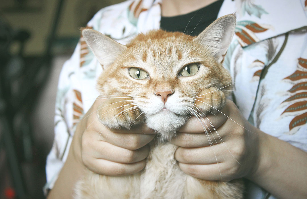 ¿Qué mascota es mejor para la depresión?