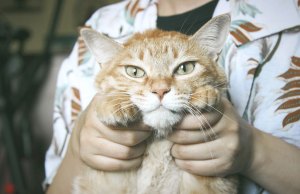 orange cat with person's hands