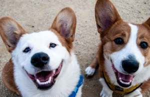 happy dogs