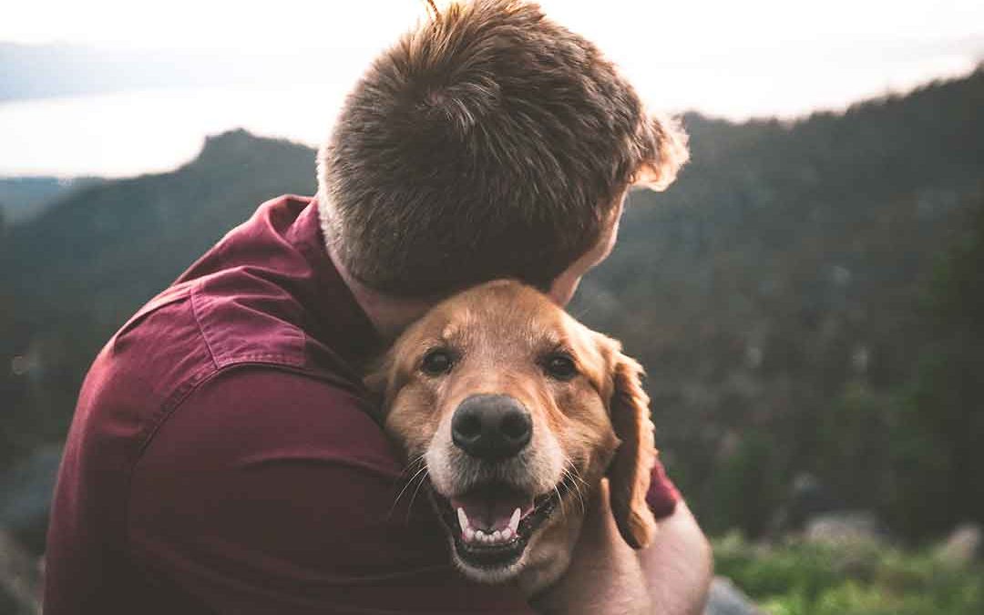 Petting cats and dogs reduces stress! (Video)