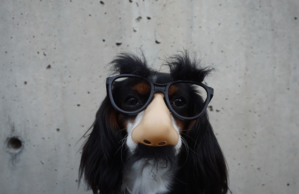 black and white dog with disguise eyeglasses