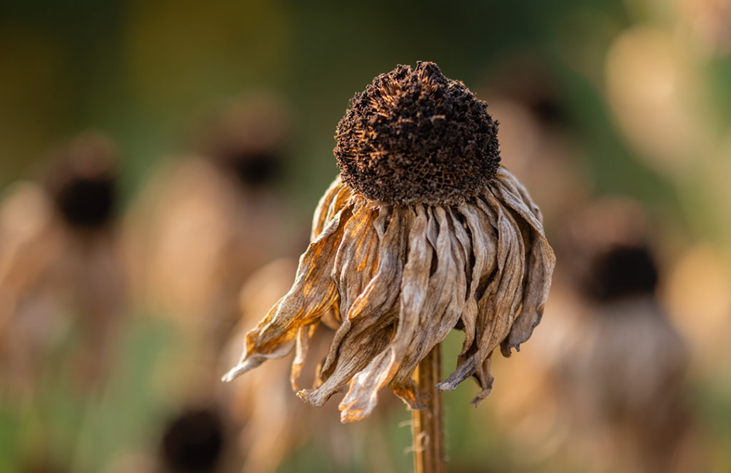 dying brown sunflower