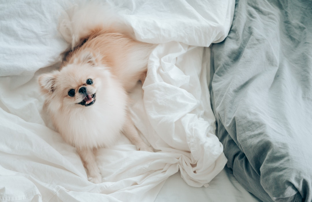 Pomeranian puppy looks up from unmade bed
